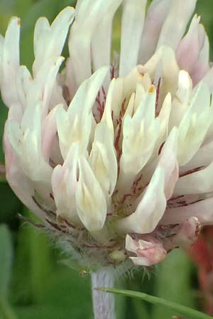 Trifolium pratense subsp. nivale \ Schnee-Klee / Snow Clover, CH Fl&uuml;elapass 5.7.2026