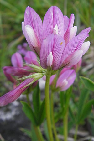 Trifolium alpinum \ Alpen-Klee / Alpine Clover, CH Gotthard 25.6.2010