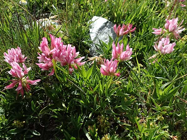 Trifolium alpinum \ Alpen-Klee / Alpine Clover, CH Umbrail-Pass / Passo dell'Umbrail 7.7.2026