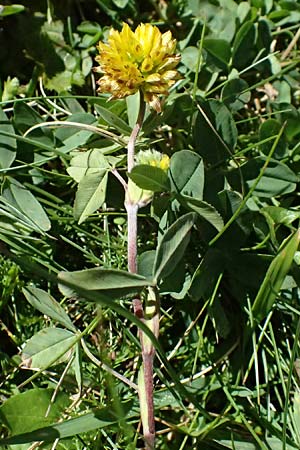 Trifolium campestre \ Gelber Acker-Klee, Feld-Klee / Hop Trefoil, CH Gotthard 25.9.2023