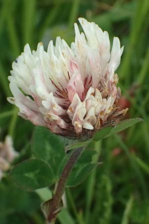 Trifolium pratense subsp. nivale \ Schnee-Klee / Snow Clover, CH Fl&uuml;elapass 5.7.2026