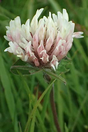 Trifolium pratense subsp. nivale \ Schnee-Klee / Snow Clover, CH Fl&uuml;elapass 5.7.2026