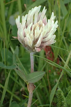 Trifolium pratense subsp. nivale \ Schnee-Klee / Snow Clover, CH Fl&uuml;elapass 5.7.2026