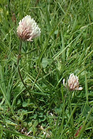 Trifolium pratense subsp. nivale \ Schnee-Klee / Snow Clover, CH Fl&uuml;elapass 5.7.2026