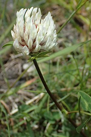 Trifolium pratense subsp. nivale \ Schnee-Klee / Snow Clover, CH Fl&uuml;elapass 5.7.2026