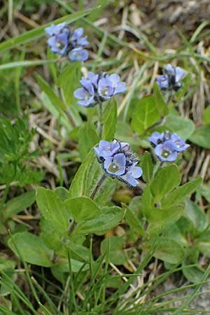 Veronica alpina \ Alpen-Ehrenpreis / Alpine Speedwell, CH Fl&uuml;elapass 5.7.2026
