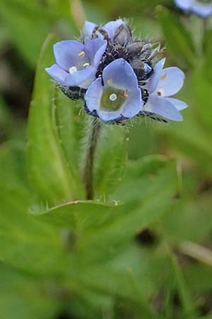 Veronica alpina \ Alpen-Ehrenpreis / Alpine Speedwell, CH Fl&uuml;elapass 5.7.2026