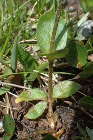 Veronica alpina \ Alpen-Ehrenpreis / Alpine Speedwell, CH Fl&uuml;elapass 5.7.2026