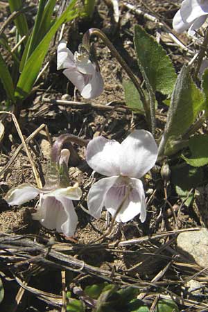 Viola alba subsp. alba \ Weies Veilchen / White Violet, CH Gotthard 5.6.2010