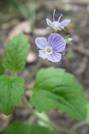 Veronica montana \ Berg-Ehrenpreis / Wood Speedwell, CH Rorschach 16.6.2011