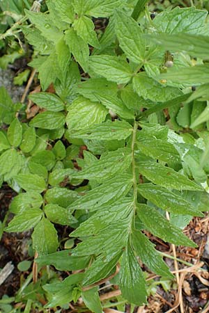 Valeriana officinalis agg. \ Arznei-Baldrian / Common Valerian, CH Gotthard 4.6.2017