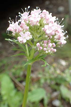 Valeriana officinalis agg. \ Arznei-Baldrian / Common Valerian, CH Gotthard 4.6.2017