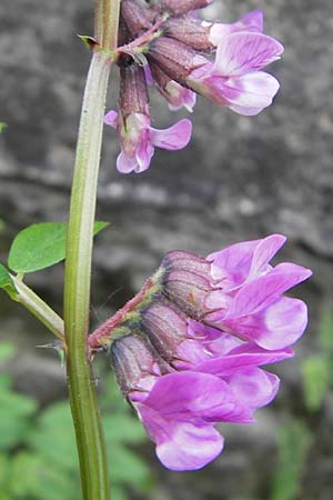 Vicia sepium, Zaun-Wicke Vicia sepium, Zaun-Wicke