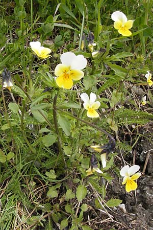 Viola saxatilis \ Gebirgs-Veilchen / Rock Pansy, CH Bourg-St. -Pierre 18.5.2013