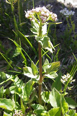 Valeriana tripteris \ Dreiblttriger Baldrian / Three-Leaved Valerian, CH Gotthard 5.6.2010