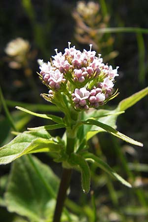 Valeriana tripteris \ Dreiblttriger Baldrian / Three-Leaved Valerian, CH Gotthard 5.6.2010