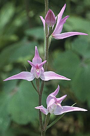 Cephalanthera rubra \ Rotes Waldvögelein, CH  Genf 23.6.1984 
