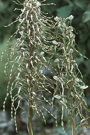 Himantoglossum hircinum \ Bocks-Riemenzunge, CH  Lausanne 23.6.1984 