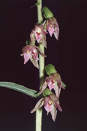 Epipactis placentina \ Piacenza-Ständelwurz / Piacenza Helleborine, CH  Landquart 21.7.2001 