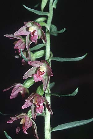 Epipactis placentina \ Piacenza-Ständelwurz / Piacenza Helleborine, CH  Landquart 21.7.2001 