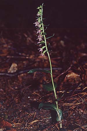 Epipactis placentina \ Piacenza-Ständelwurz / Piacenza Helleborine, CH  Landquart 21.7.2001 