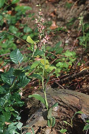 Epipactis placentina \ Piacenza-Ständelwurz / Piacenza Helleborine, CH  Landquart 21.7.2001 