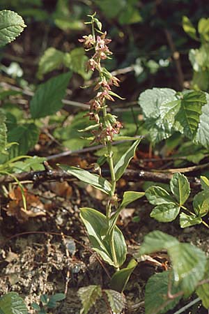 Epipactis placentina \ Piacenza-Ständelwurz / Piacenza Helleborine, CH  Landquart 21.7.2001 