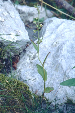 Epipactis bugacensis \ Rhone-Ständelwurz / Rhone Helleborine, CH  Genf/Geneve 29.6.2000 