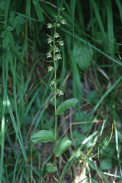 Epipactis bugacensis \ Rhone-Ständelwurz / Rhone Helleborine, CH  Genf/Geneve 29.6.2000 