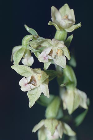Epipactis bugacensis \ Rhone-Ständelwurz / Rhone Helleborine, CH  Genf/Geneve 2.7.2002 