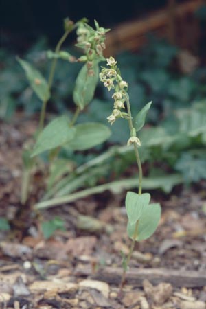 Epipactis bugacensis \ Rhone-Ständelwurz / Rhone Helleborine, CH  Genf/Geneve 2.7.2002 