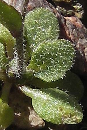 Arabis bellidifolia subsp. bellidifolia \ Gabelhaar-G�nsekresse, Zwerg-G�nsekresse / Daisyleaf Rock-Cress, Korsika/Corsica Monte Cinto 25.5.2010