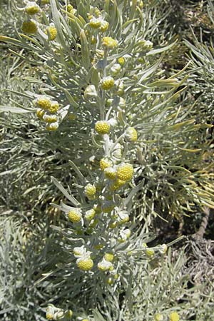 Artemisia arborescens \ Strauch-Beifu / Tree Wormwood, Shrubby Wormwood, Korsika/Corsica L'Ile-Rousse 24.5.2010