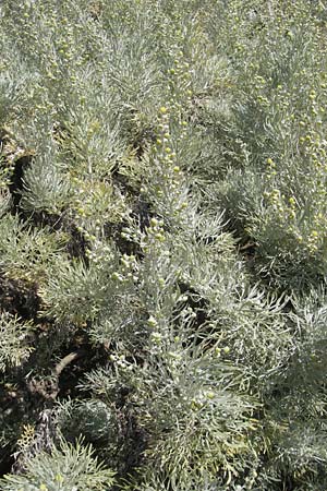 Artemisia arborescens \ Strauch-Beifu / Tree Wormwood, Shrubby Wormwood, Korsika/Corsica L'Ile-Rousse 24.5.2010