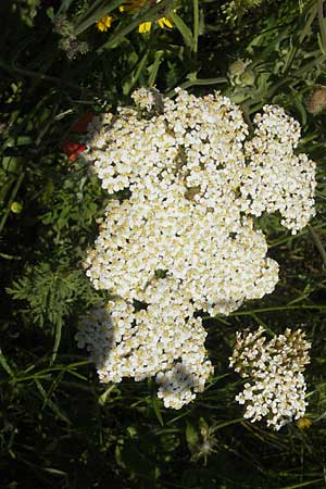 Achillea ligustica \ Ligurische Schafgarbe / Ligurian Milfoil, Korsika/Corsica L'Ile-Rousse 24.5.2010