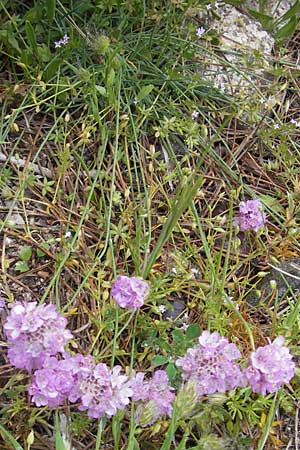 Armeria multiceps \ Vielk&ouml;pfige Grasnelke / Many-Headed Thrift, Korsika/Corsica Col de Bavella 2.6.2010