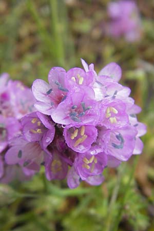 Armeria multiceps \ Vielk&ouml;pfige Grasnelke / Many-Headed Thrift, Korsika/Corsica Col de Bavella 2.6.2010