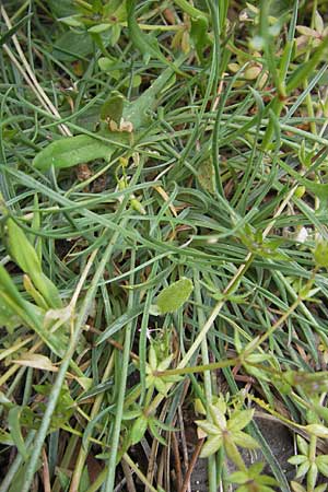 Armeria multiceps \ Vielk&ouml;pfige Grasnelke / Many-Headed Thrift, Korsika/Corsica Col de Bavella 2.6.2010