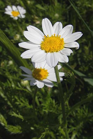 Anthemis cotula \ Stinkende Hundskamille / Stinking Chamomile, Mayweed, Korsika/Corsica Col de Teghime 23.5.2010