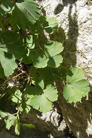 Aquilegia bernardi \ Bernards Akelei / Bernard's Columbine, Korsika/Corsica Restonica 26.5.2010