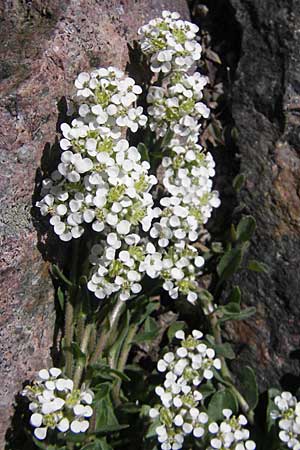 Arabis collina \ Hgel-Gnsekresse / Rosy Cress, Korsika/Corsica Monte Cinto 25.5.2010