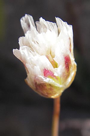 Armeria leucocephala \ Wei&szlig;e Grasnelke / Corsica Thrift, Korsika/Corsica Monte Cinto 25.5.2010