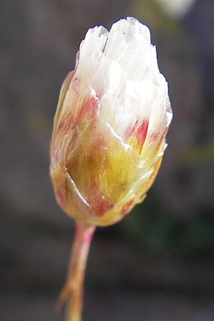 Armeria leucocephala \ Wei&szlig;e Grasnelke / Corsica Thrift, Korsika/Corsica Monte Cinto 25.5.2010
