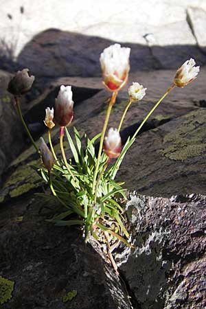 Armeria leucocephala \ Wei&szlig;e Grasnelke / Corsica Thrift, Korsika/Corsica Monte Cinto 25.5.2010
