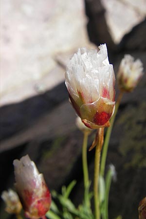 Armeria leucocephala \ Wei&szlig;e Grasnelke / Corsica Thrift, Korsika/Corsica Monte Cinto 25.5.2010