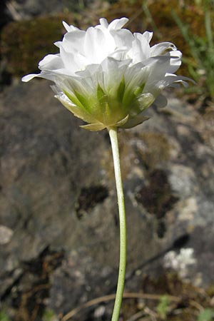 Armeria leucocephala \ Wei&szlig;e Grasnelke / Corsica Thrift, Korsika/Corsica Scala di Santa Regina 27.5.2010