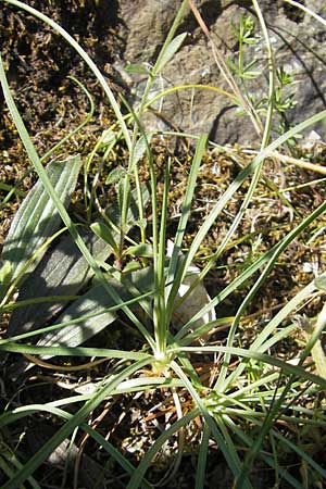 Armeria leucocephala \ Wei&szlig;e Grasnelke / Corsica Thrift, Korsika/Corsica Scala di Santa Regina 27.5.2010