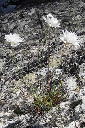 Armeria leucocephala \ Wei&szlig;e Grasnelke / Corsica Thrift, Korsika/Corsica Scala di Santa Regina 27.5.2010