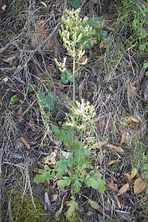 Centranthus calcitrapae \ Fuangel-Spornblume / Annual Valerian, Korsika/Corsica Porto 29.5.2010