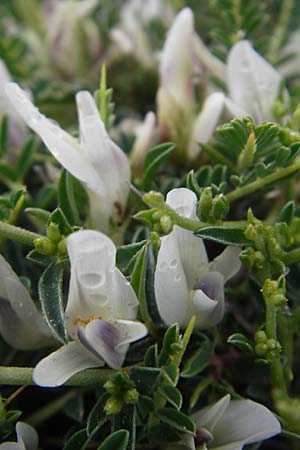 Astragalus massiliensis \ Marseille-Tragant / Marseille Milk-Vetch, Korsika/Corsica Col de Bavella 2.6.2010